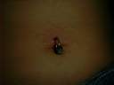 Naval Piercing with CBR and Green Dice as Bead